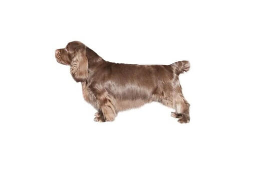 Sussex Spaniel