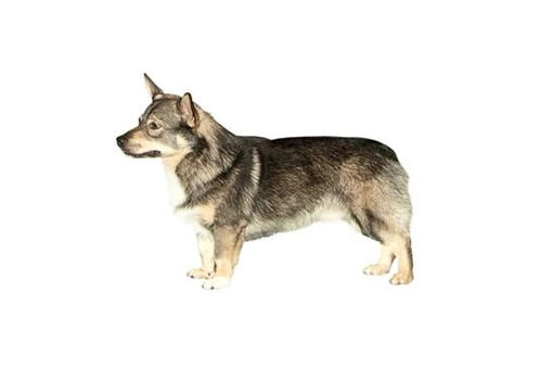 Swedish Vallhund