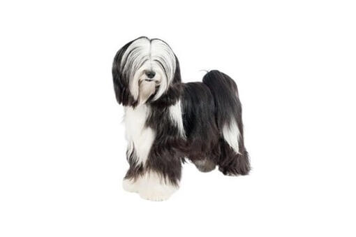 Tibetan Terrier