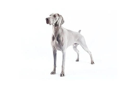 Weimaraner