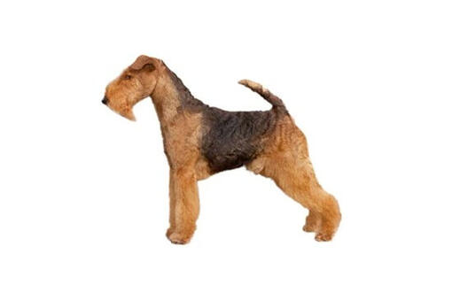 Welsh Terrier