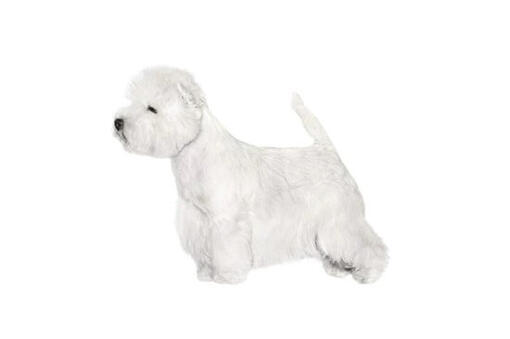 West Highland White Terrier