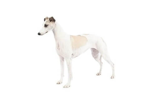 Whippet