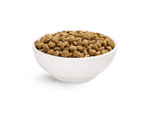 beneful drydog 1