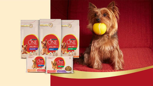 PURINA ONE Small Dog Taste Tester Campaign 930 x 523px