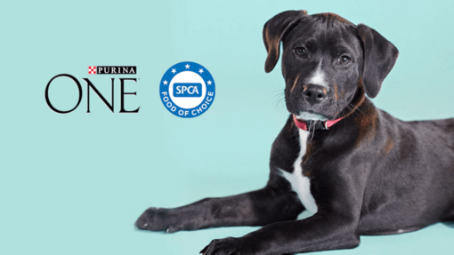 PURINA ONE SPCA Grath Banner 930 x 523px