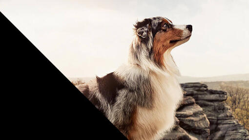 PURINA PRO PLAN Dog Our Beliefs 930 x 523px