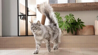 PURINA PURINA ONE Cat Walking 375x211px