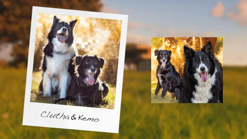 PURINA TUX Dog Heroes Clutha Kemo 930 x 523px