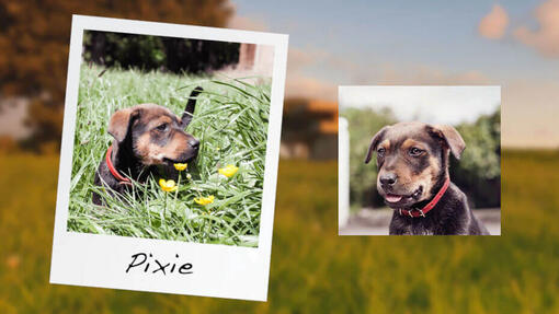 PURINA TUX Dog Heroes Pixie 930 x 523px