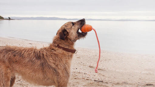 PURINA TUX Dog holding ball on beach 960 x 540px