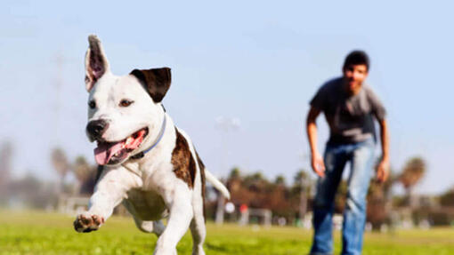 PURINA TUX dog running on grass 960 x 540px