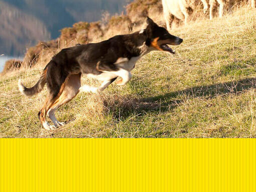 PURINA TUX Sheep Dog Trial Dog Running 770 x 578px