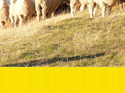PURINA TUX Sheep Dog Trial Sheep on Grass 685 x 514px