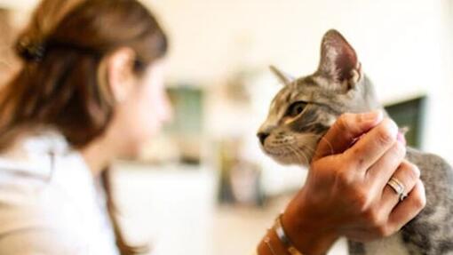 Purina-PetsAtWork-Cat-on-desk-015