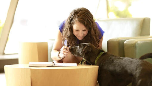 Purina-PetsAtWork-Cat-on-desk-015