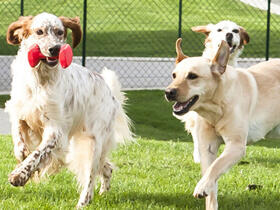 dogs-play-on-grass-01