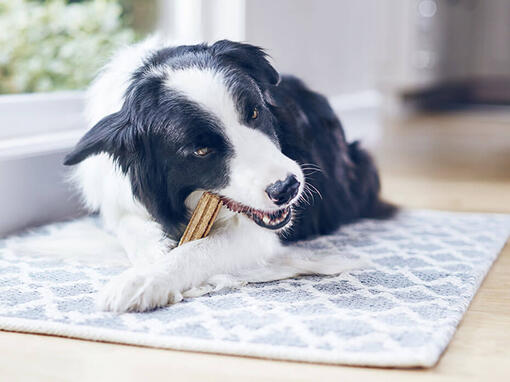 PURINA DENTALIFE Dog Hero Mobile Image 930 x 696px