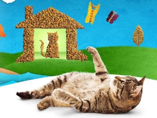 PURINA FRISKIES Hero Image 540 x 405px