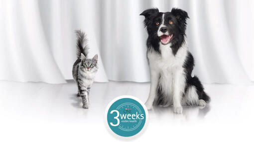 PURINA ONE 3 Week Challenge Hero Image 960 x 540px