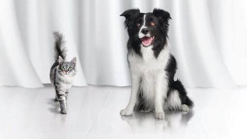 purina-purina-one-cat-and-dog-hero-image-960x540