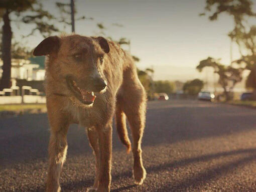 PURINA TUX Hero Image 720 x 540px