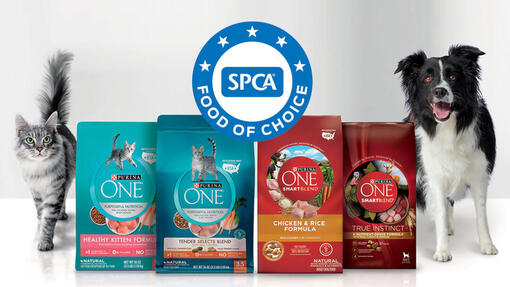 PURINA ONE Hero Image 1080 x 608px