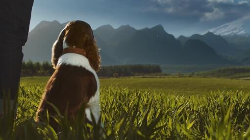 dog watching mountains