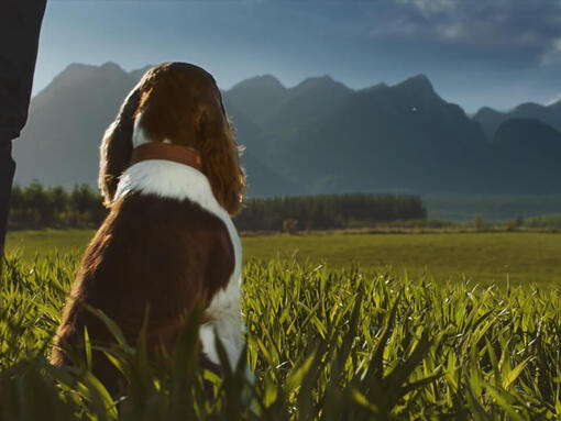 PURINA ADVENTUROS Brand Hero Image 960 x 720px