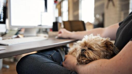 pets at work_930x523.jpg 