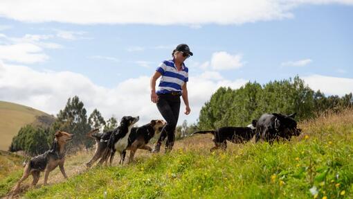 steph_training_dogs