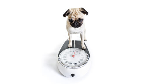 https://www.purina.co.nz/sites/default/files/styles/ttt_image_510/public/2023-03/Dog-with-weighing-scale.jpg?itok=VkZVZz_o