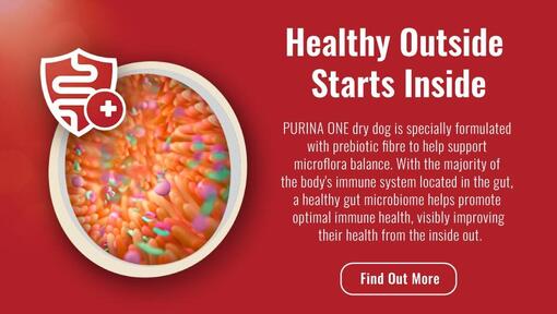 NZ_PU_ONE_Dog_NZ Website Banners_Healthy Gut Microbiome_930×526