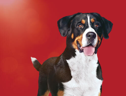 PURINA ONE Dog Hero Image Mobile