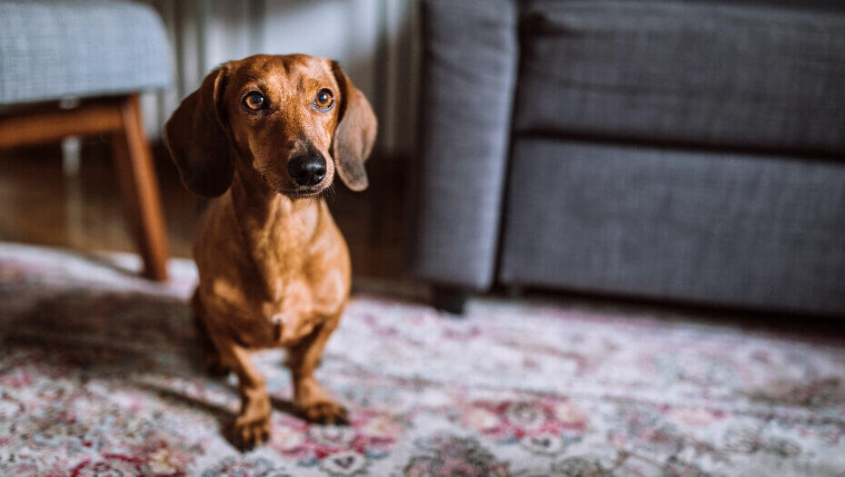 Unusual-Dog-Names-for-the-New-Pup-in-Your-Life 1 Dachshund in living room