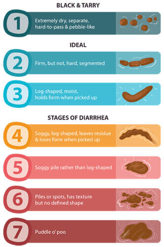 what stops dogs diarrhea