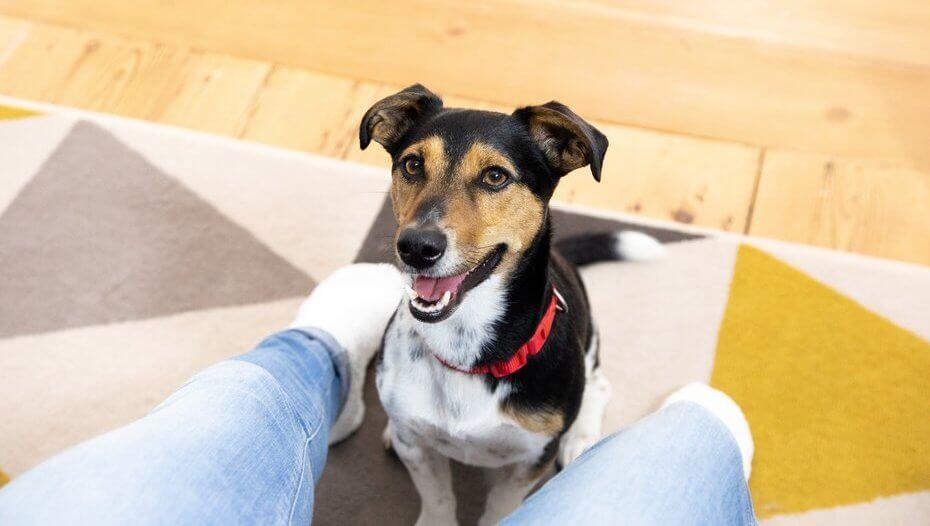 Jack Russell Terrier sitting on carpet between owner's legs Jack Russell Terrier sitting on carpet between owner's legs