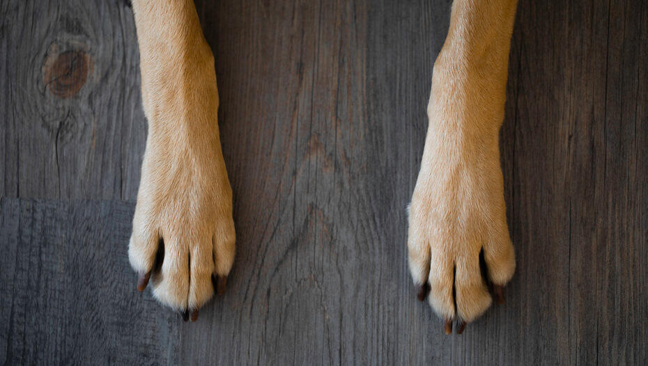 Looking After Your Dog's Claws & Nails | Purina Looking After Your Dog's Claws & Nails | Purina