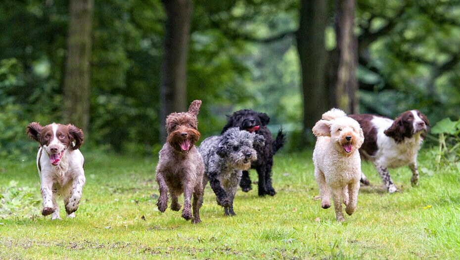 Playing With Your Dog - Tips & Ideas | Purina