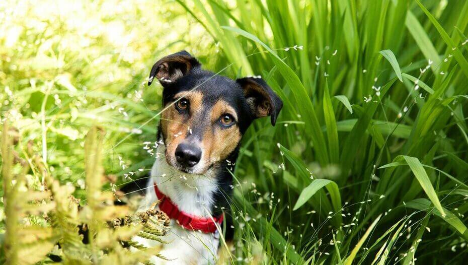Why Do Dogs Eat Grass & Dirt? | Purina Why Do Dogs Eat Grass & Dirt? | Purina