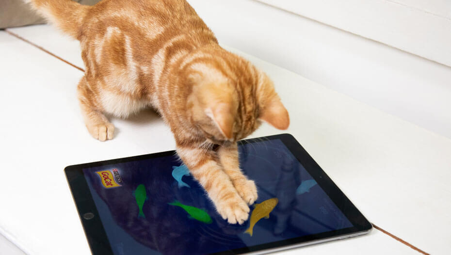 Game for Cats para iPad: um review feito por gatos - INTERFACES
