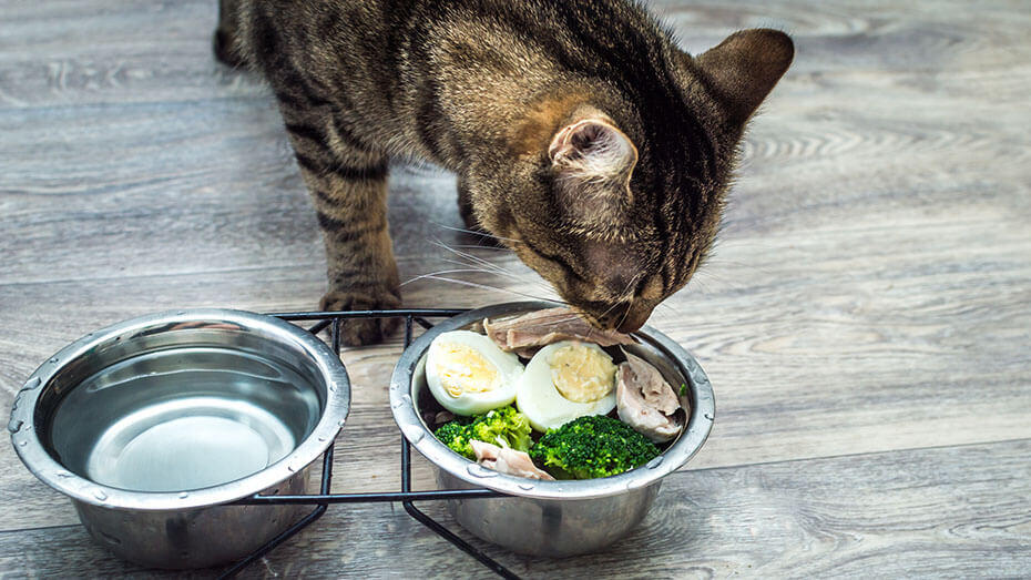 Cat eats vegetables, egg and chicken on the kitchen floor Cat eats vegetables, egg and chicken on the kitchen floor
