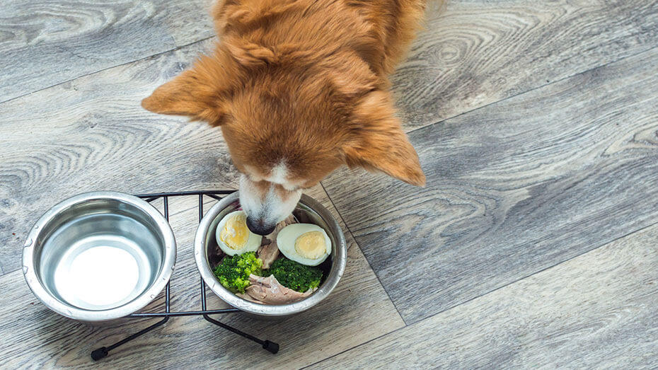 are hard boiled eggs bad for dogs