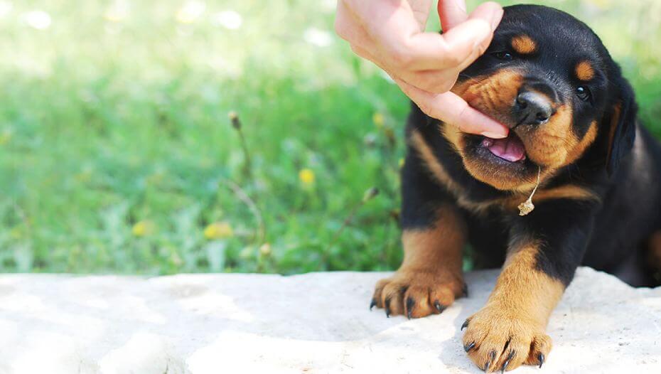 choose puppy 2 choose puppy 2