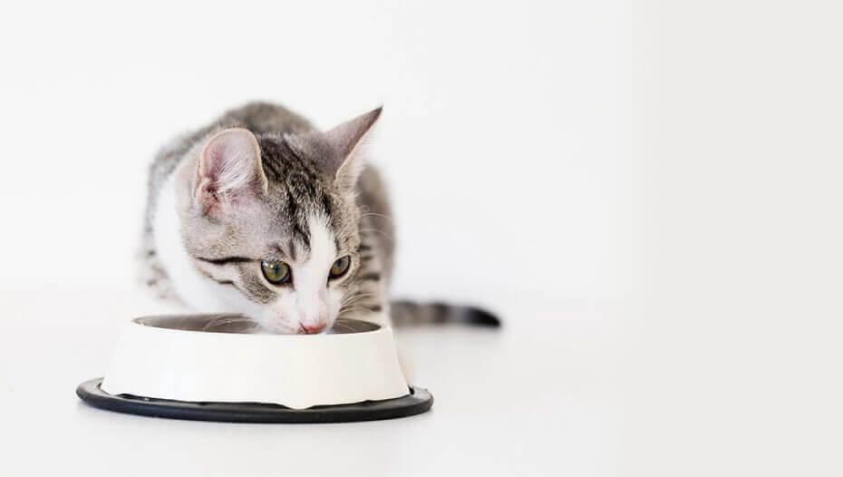 choosing cat food 1 choosing cat food 1