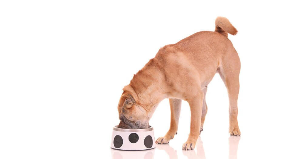 how to feed dog 1 how to feed dog 1