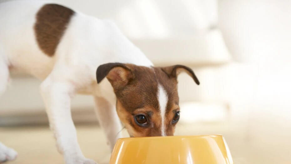how to feed dog 2 how to feed dog 2