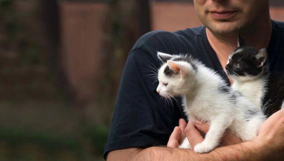 kitten advice 1 kitten advice 1