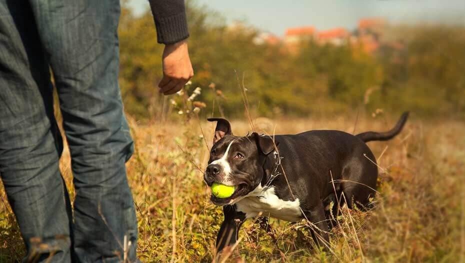 How to Train Your American Staffordshire Terrier
