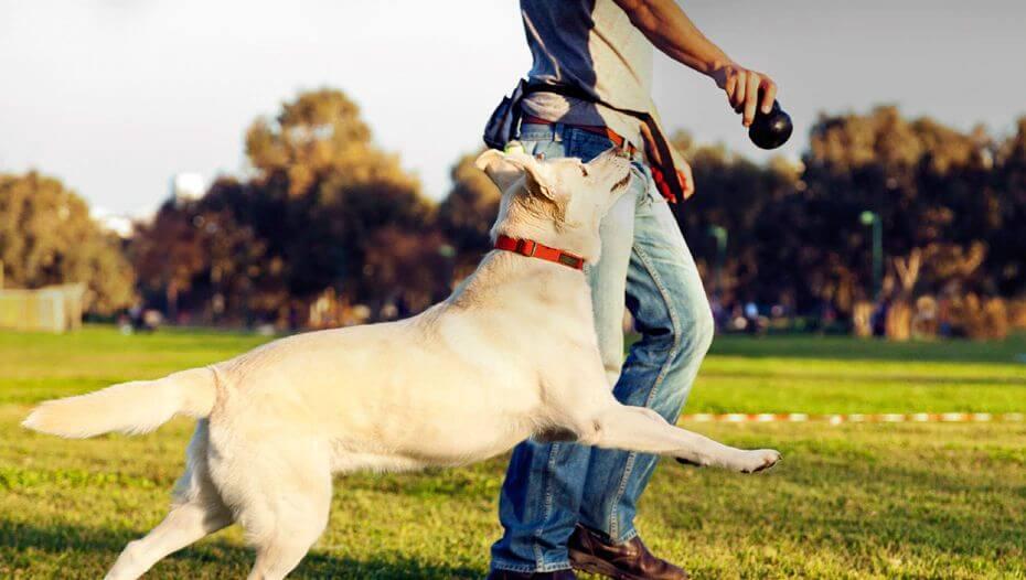 training dog 3 training dog 3